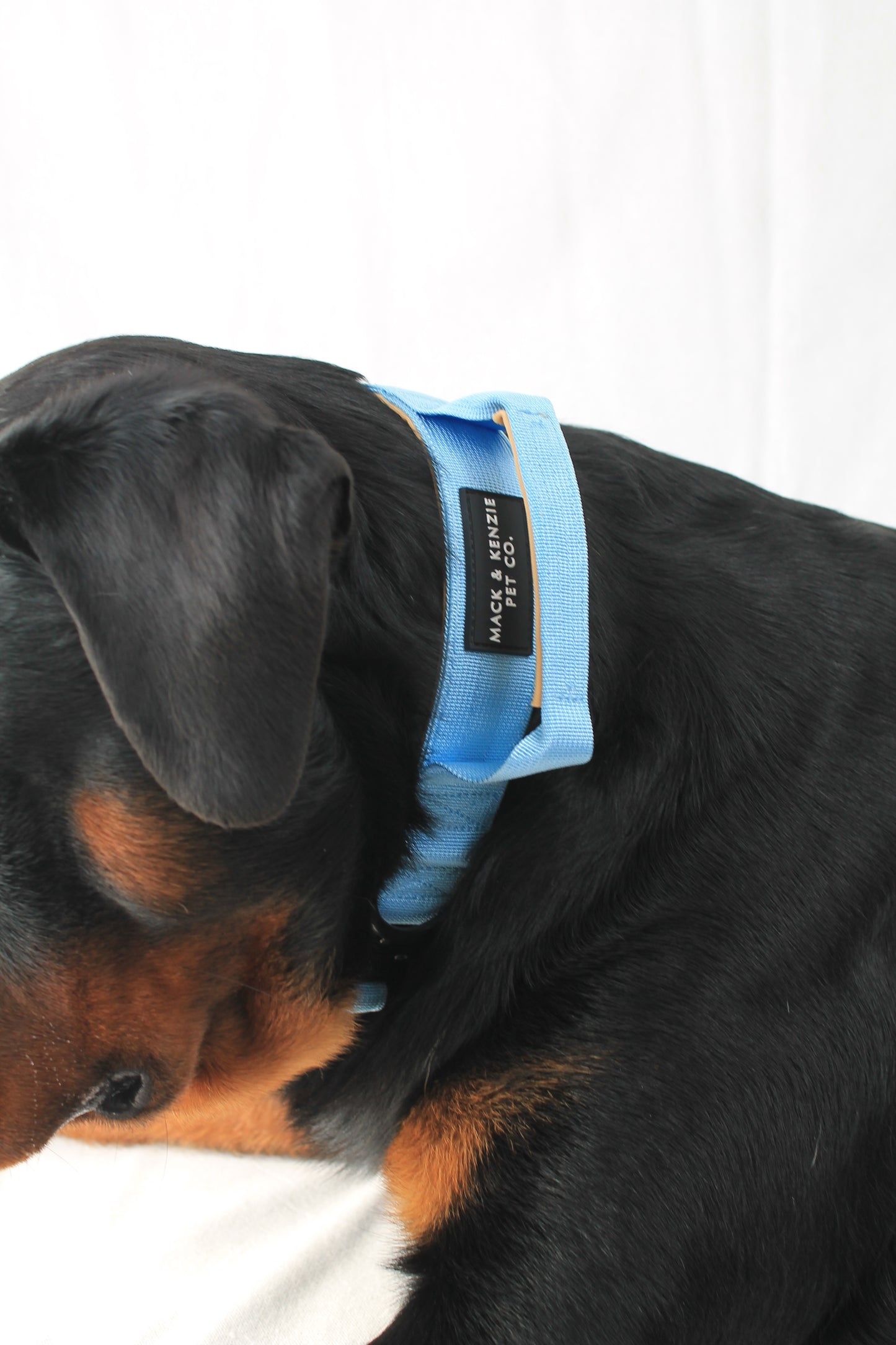 Tactical Dog Collar - Croatian Blue