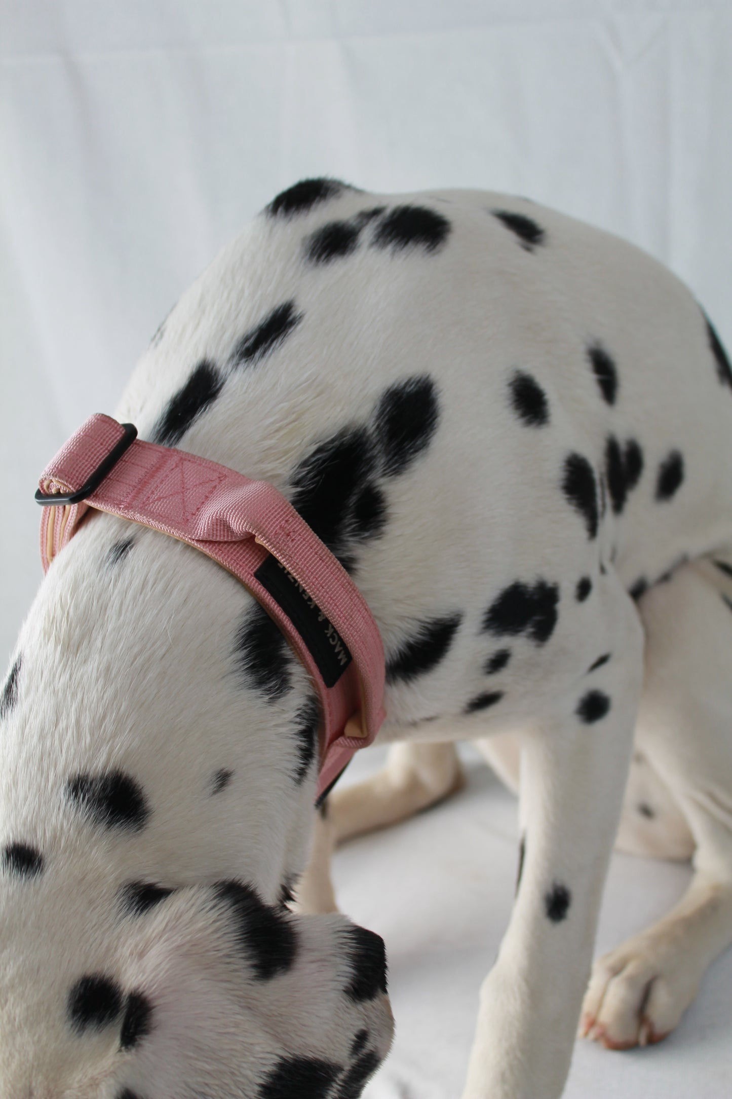 Tactical Dog Collar - Darling Pink