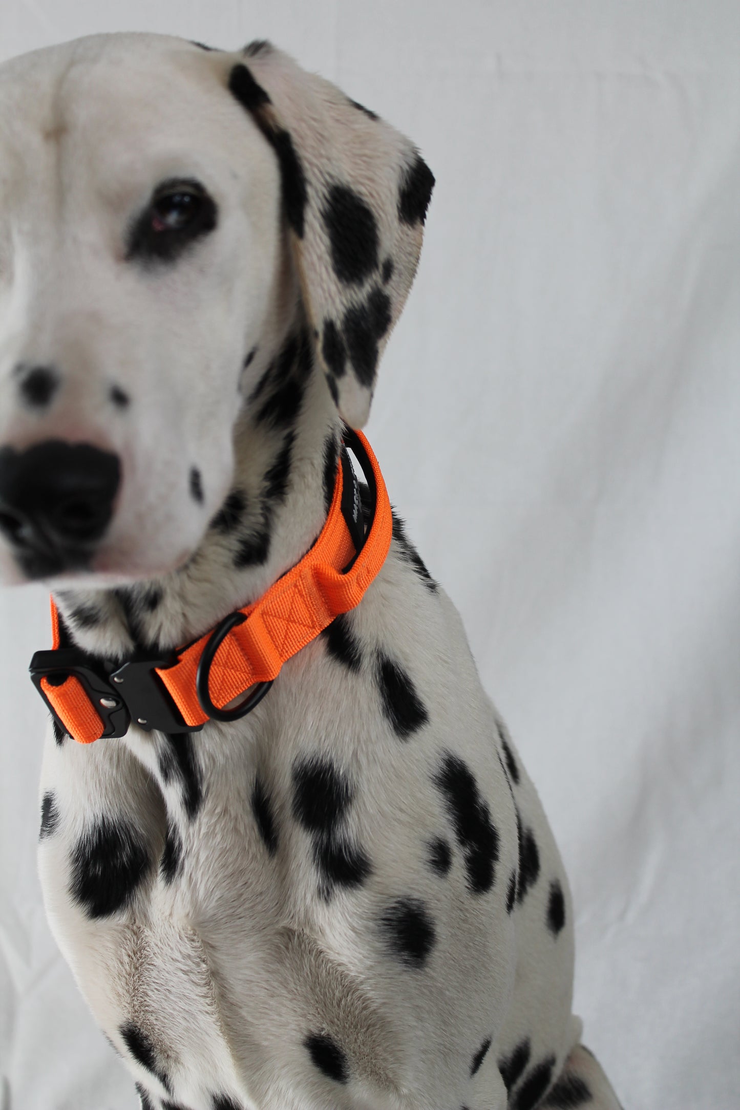 Tactical Dog Collar - Safety Orange