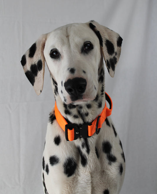 Tactical Dog Collar - Safety Orange