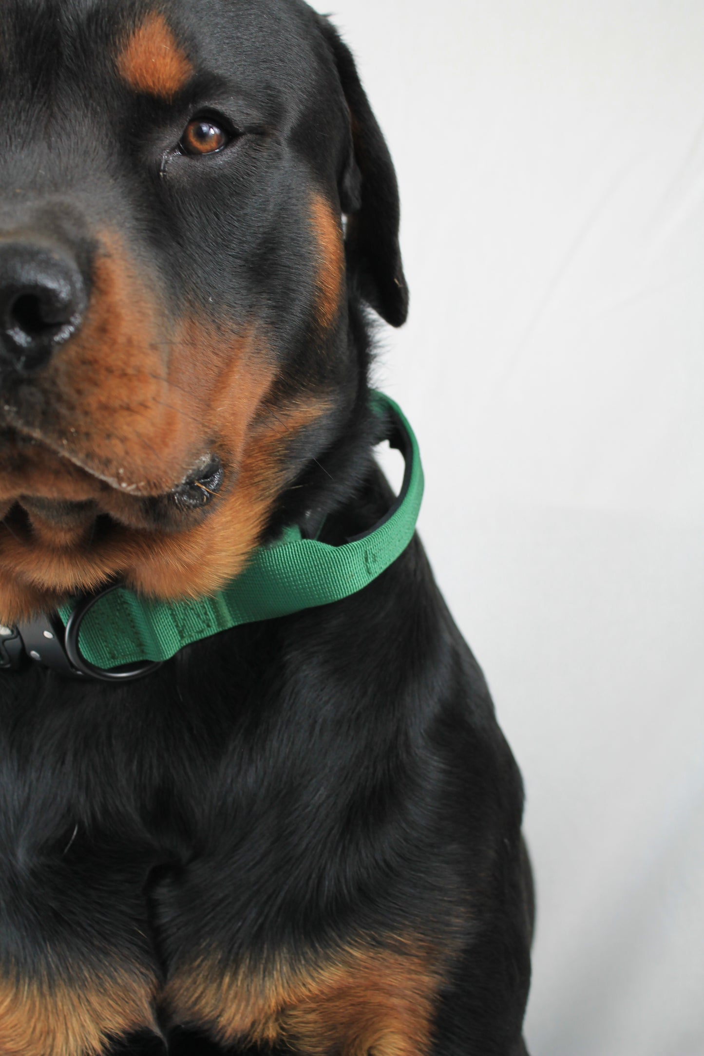 Tactical Dog Collar - Bavarian Green